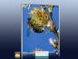 Preview: Infrarot Bildheizung 400 Watt 70x60 M10-SL Biene