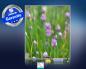 Preview: Infrarot Bildheizung 400 Watt 70x60 M10-SL Schnittlauch