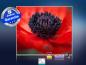 Preview: Infrarot Bildheizung 400 Watt 70x60 M10-SL Mohn